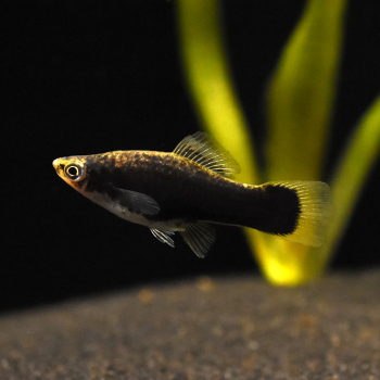 Schwertträger Schwarz, Xiphophorus helleri